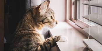Decoding Feline Behavior: The Allure of the Window for Your Cat