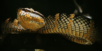 The 6 Most Venomous Snakes Slithering Through North Carolina