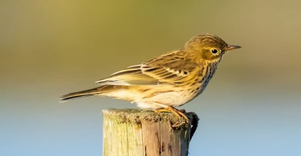 Pennsylvania's Best Bird Watching Hotspots