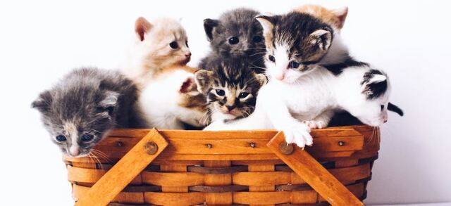  Cats Are Smarter Than We Think? 