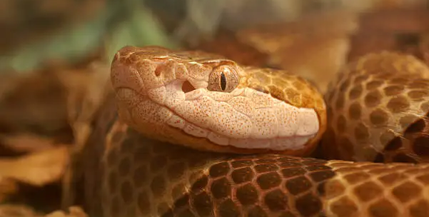 The Return of Pennsylvania's Venomous Snakes: Spring 2026
