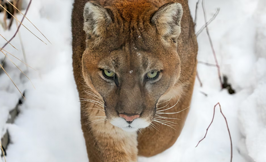 Virginia Warning: "Brazen" Predator Spotted in Backyards