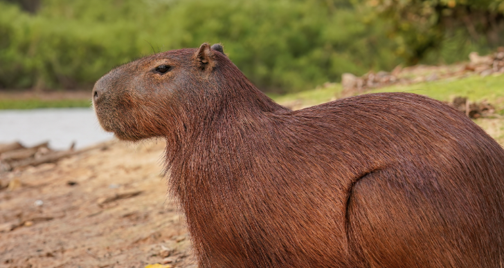 Capybaras are native to South American waterways.. Source: Wikipedia