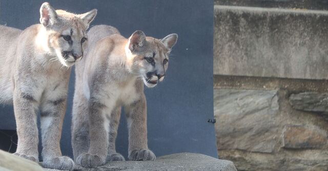 Philadelphia Zoo Welcomes Two Orphaned Puma Siblings