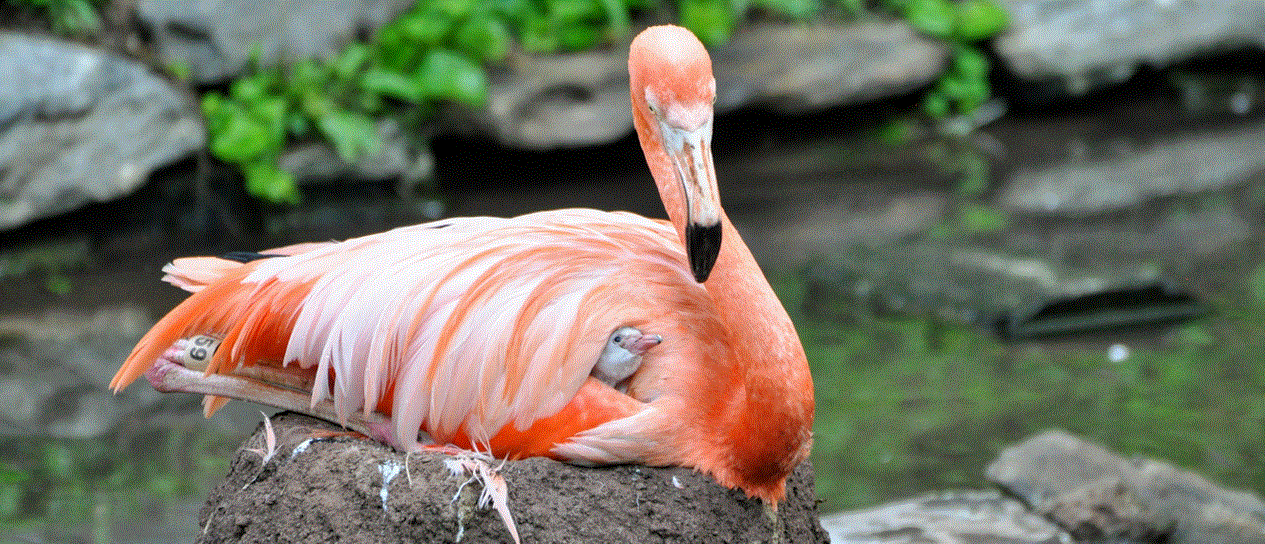Philadelphia Zoo is pleased to welcome an adorable new member to its ever-growing family: a flamingo chick