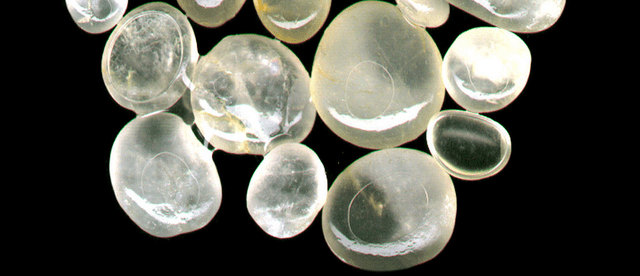 Sunset Beach's Cape May Diamonds