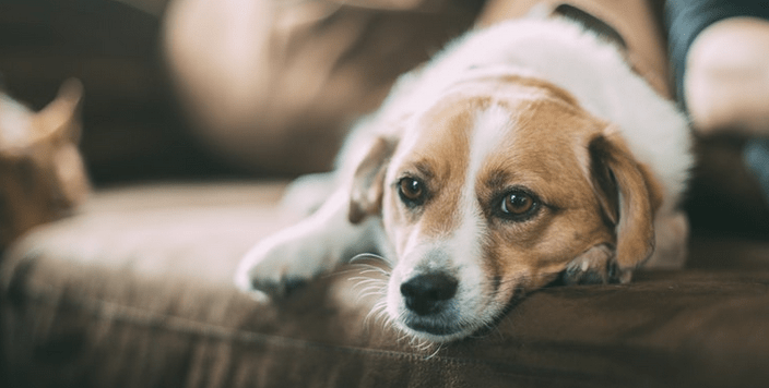 Could These Subtle Signs Mean Your Dog Might Benefit from CBD