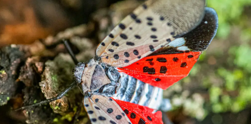 Ohio Wildlife Alert: The Dangerous Pests You Need to Watch Out For Right Now