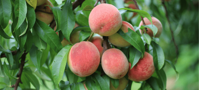 Peach Festival at Linvilla Orchards 