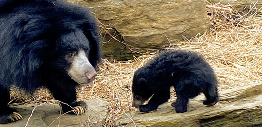 The Philadelphia Zoo's New Baby Sloth Bear Cub