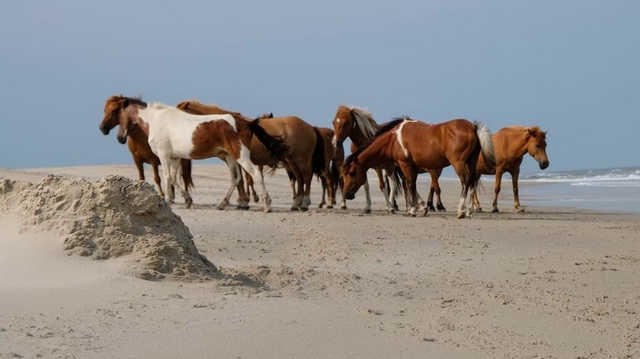 Best Beaches Near Baltimore Maryland