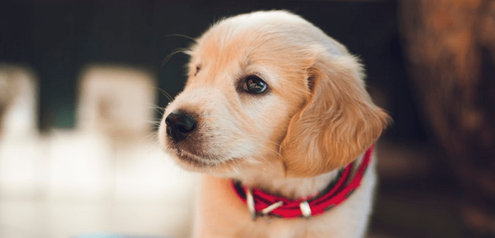 Susan Russell Announced as Executive Director of Philadelphia's Animal Shelter