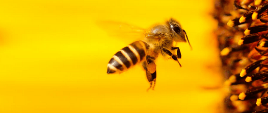 The Bee Cause Project