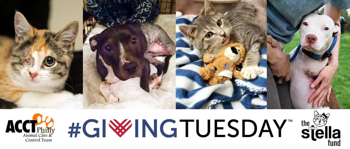 ACCT Philly Encourages Donations ToThe Pet Medical Fund