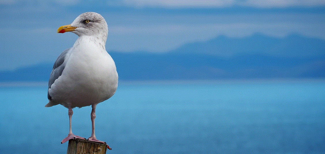 How to Avoid Seagulls From Eating Your Lunch on the Beach