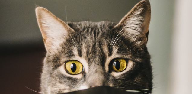Navigating the World of CBD Oil for Cats in Your Lifestyle
