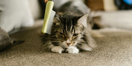 A Guide to Finding the Best Pet Insurance in Pennsylvania