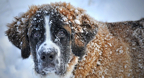 Taking Care of Your Pet in Winter