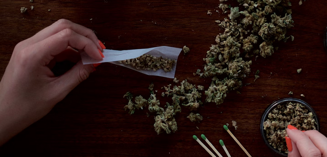 A Beginner's Journey Through Cannabis Cultivation