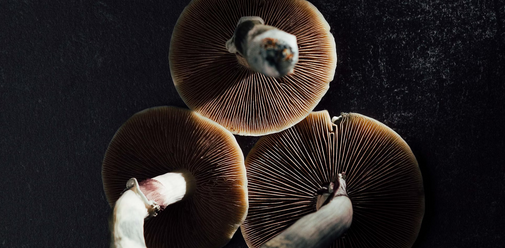 Shroom Bars: A Growing Trend Taking the World by Storm