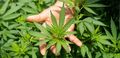 Sow and Grow: Choosing the Right Weed Seeds Banks
