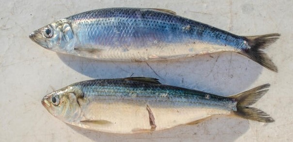 What is Alewives?
