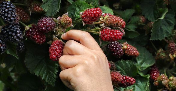 7 Best Blackberry Picking Farms in Pennsylvania
