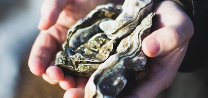 The History of Oysters in Philadelphia