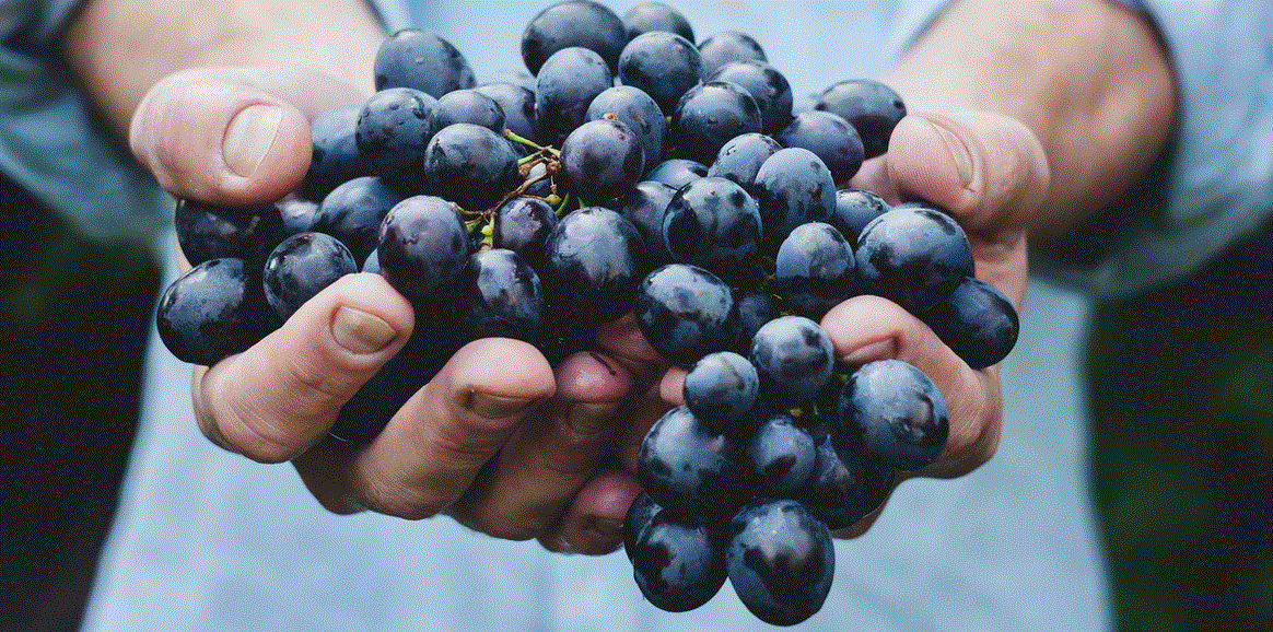 Grapes Change The Flavor Of Wine