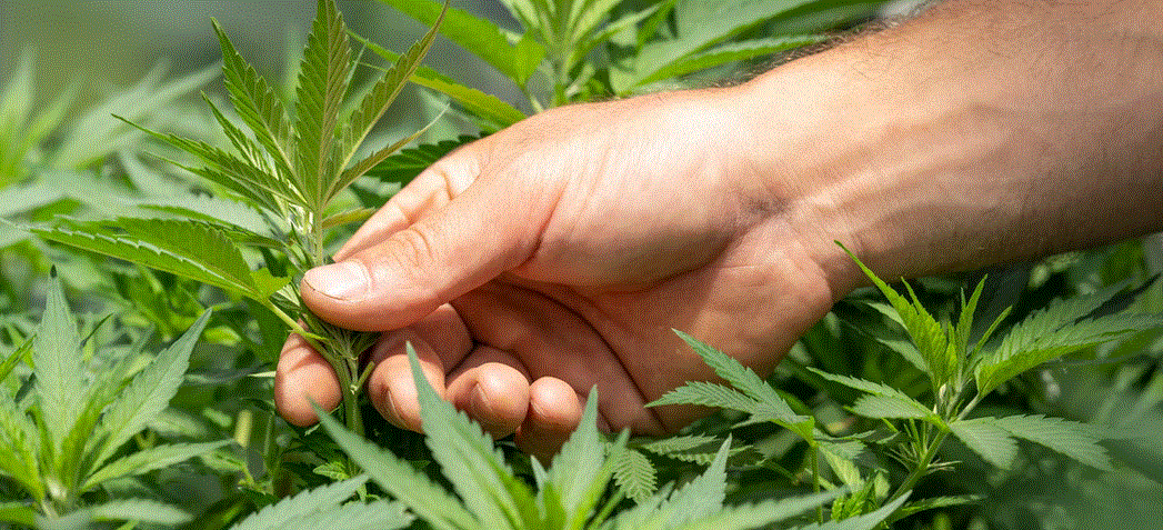 How to Start Growing Cannabis at Home on a Windowsill?