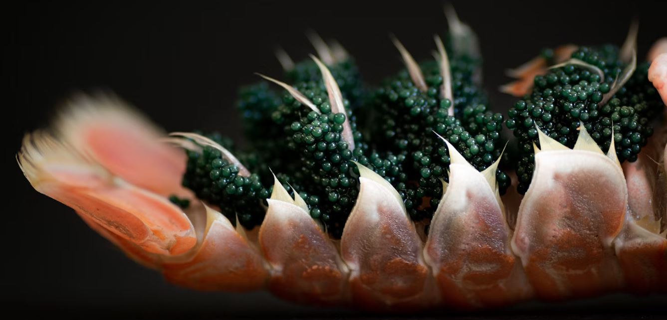 Where to Find the Best Caviar in Philadelphia