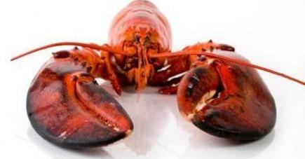 lobster lg