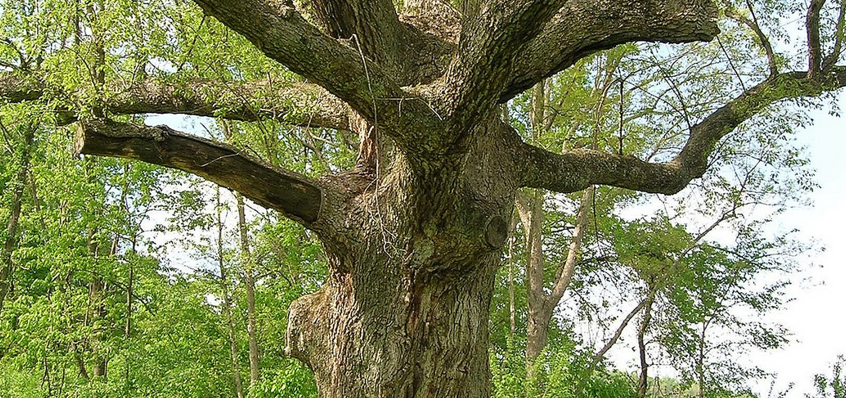 What is Pennsylvania's Oldest Known Living Tree?