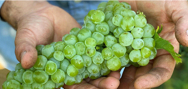 The Brandywine Wine Trail