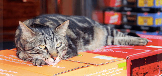 Philadelphia Brewing Co. Release of Working Cat Pale Ale