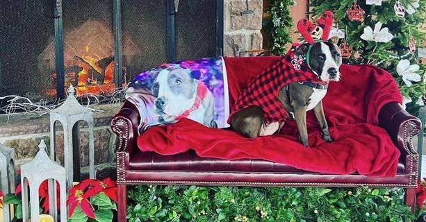 Stella of New Hope: Pet Photos with Mr. and Mrs. Claus