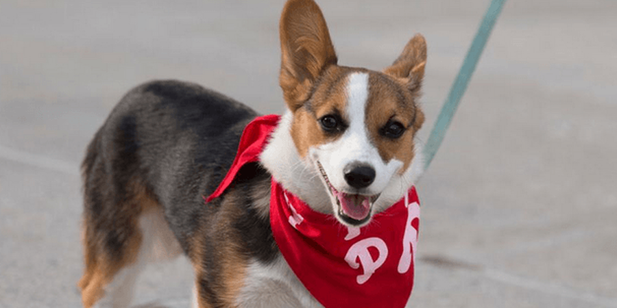 Phillies Salute to Champions and Adoptable Pets & Pet 