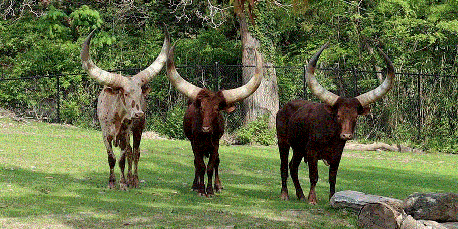 Giant Majestic Ankole Cattle