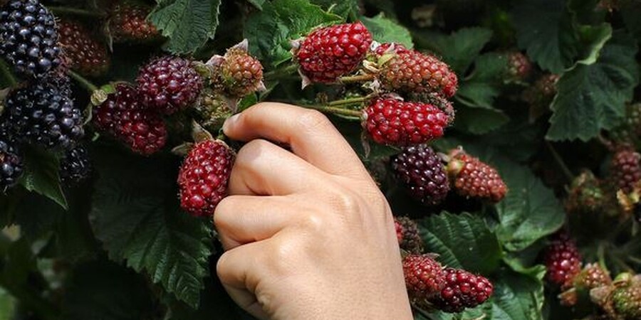 7 Best Blackberry Picking Farms in Pennsylvania