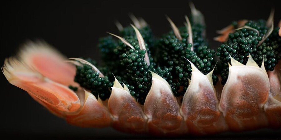 Where to Find the Best Caviar in Philadelphia