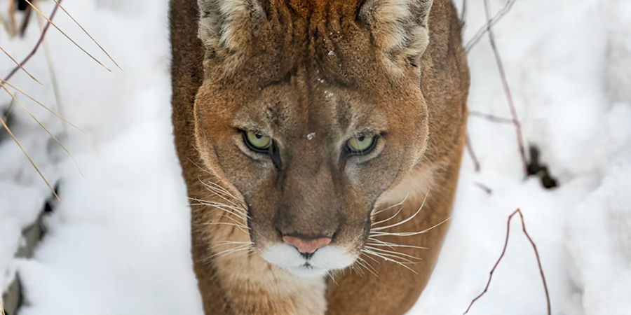 Virginia Warning: "Brazen" Predator Spotted in Backyards