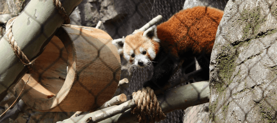 Philadelphia Zoo's Water is Life: Red Panda Pass and Otter Falls