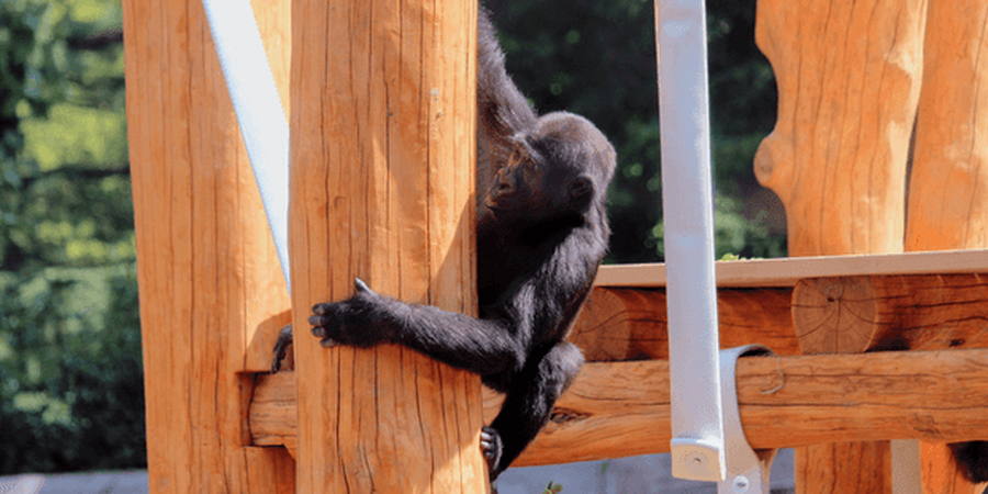The Philadelphia Zoo’s new Gorilla Treehouse