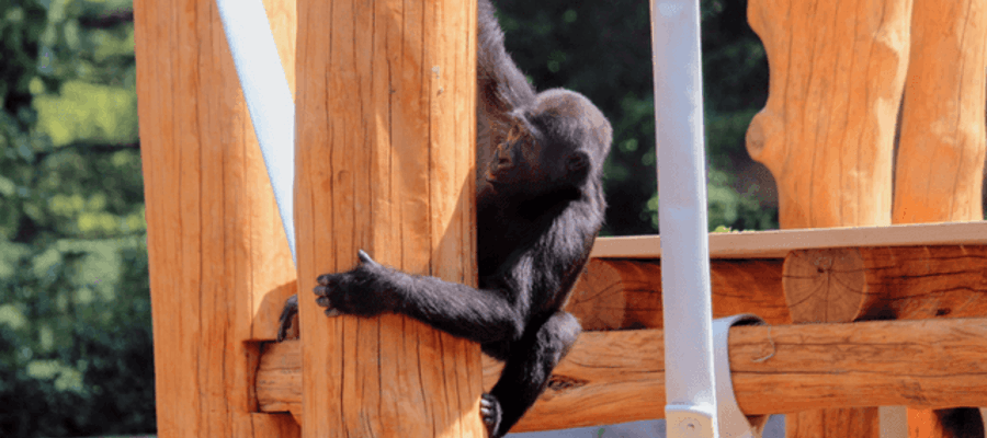 The Philadelphia Zoo’s new Gorilla Treehouse