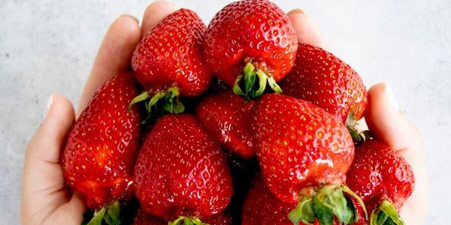 Keeping Your Strawberries Fresh: Washing and Storing Tips