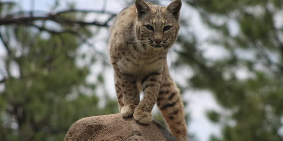 Maryland Warning: "Brazen" Predator Spotted in Backyards