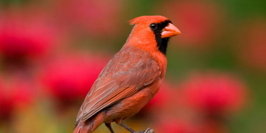 What is the State Bird of Virginia?