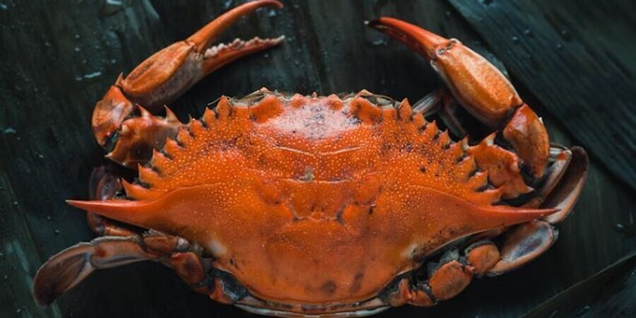 9 Top Crab Shacks in The State of Virginia