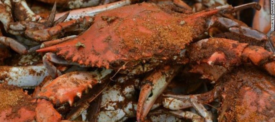 Jersey Blue Crabs Get No Respect - PhillyBite