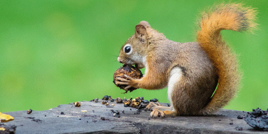 4 Common Philly Squirrel Attic Problems And How To Prevent It